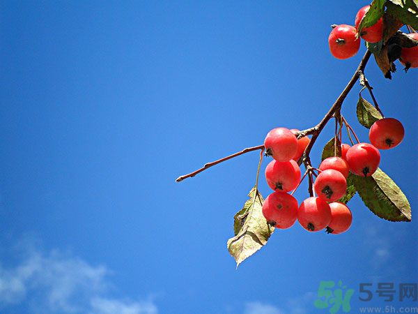 尿酸高能吃山楂嗎？痛風(fēng)能吃山楂嗎？