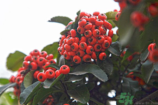 尿酸高能吃山楂嗎？痛風(fēng)能吃山楂嗎？