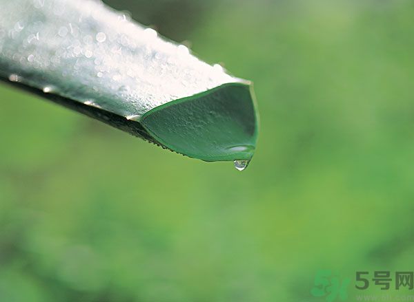 蘆薈可以吃嗎？蘆薈怎么吃？