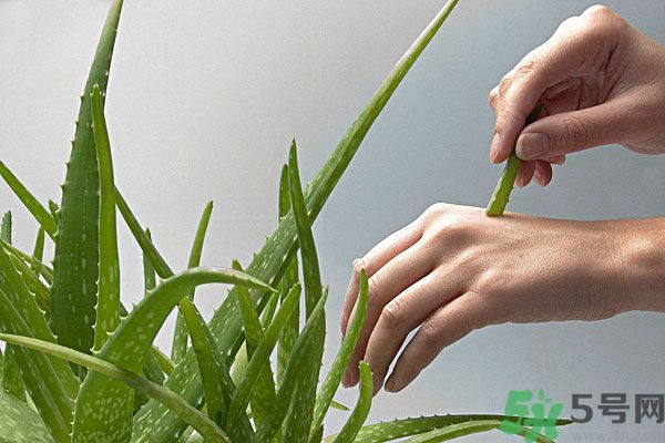 蘆薈是涼性的嗎？蘆薈是涼性還是熱性？