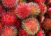 吃紅毛丹上火嗎？吃紅毛丹上火怎么辦？