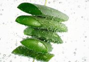夏天吃蘆薈可以降火嗎？夏天吃蘆薈能清火嗎？