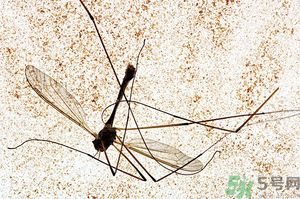 蚊子討厭什么氣味？蚊子討厭什么顏色？
