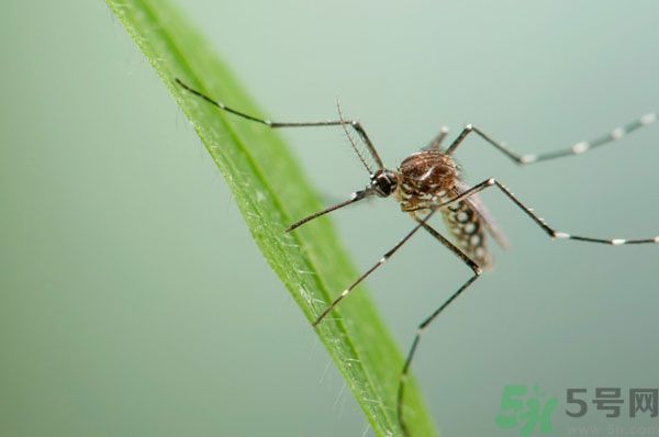 蚊子討厭什么氣味？蚊子討厭什么顏色？