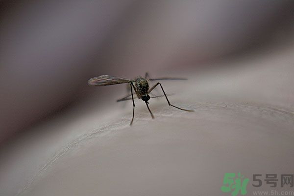 蚊子討厭什么氣味？蚊子討厭什么顏色？
