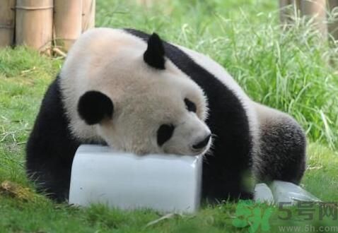 中暑可以吃水果嗎？中暑吃什么水果好？