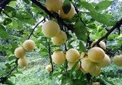 李子沒熟可以吃嗎?吃沒熟的李子會(huì)怎么樣