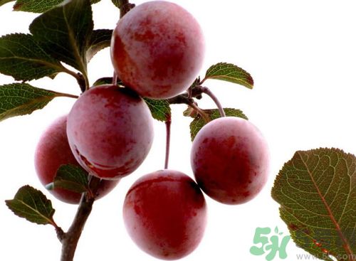 李子可以放冰箱嗎？李子應(yīng)該怎樣保存？