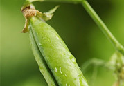 四季豆上銹了還能吃嗎?四季豆上銹長(zhǎng)斑了怎么辦