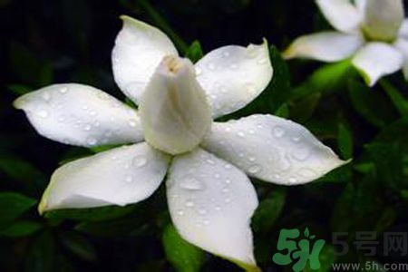 梔子花可以減肥嗎？梔子花怎么減肥？