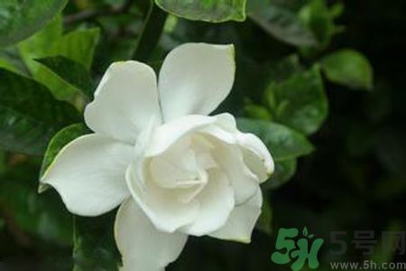 梔子花可以減肥嗎？梔子花怎么減肥？