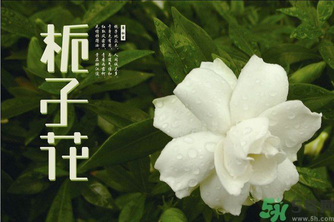 梔子花茶可以補血嗎？貧血可以喝梔子花茶嗎？