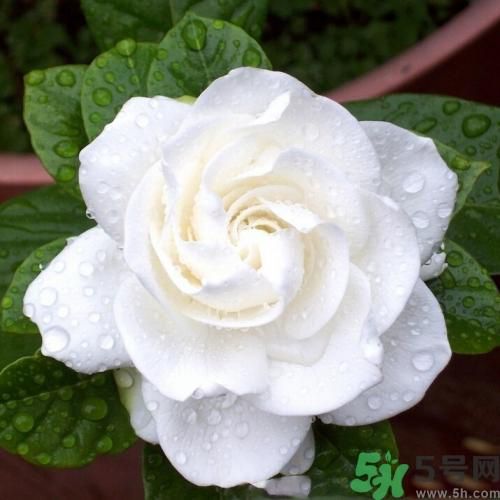 梔子花茶可以補血嗎？貧血可以喝梔子花茶嗎？