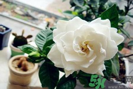 梔子花可以降血糖嗎？梔子花茶可以降血糖嗎？