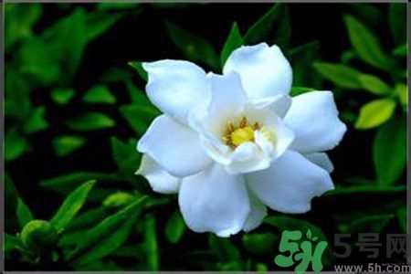 梔子花可以降血糖嗎？梔子花茶可以降血糖嗎？
