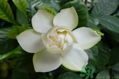 寶寶可以聞梔子花的味道嗎？寶寶聞梔子花的味道好嗎？