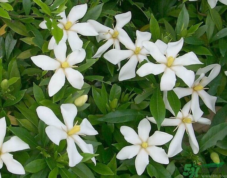 梔子花的葉子為什么會(huì)發(fā)黃？梔子花的葉子發(fā)黃了怎么辦？
