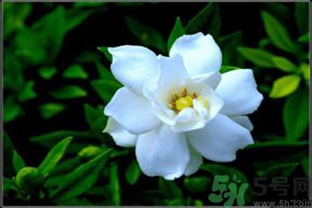 梔子花的葉子為什么會發(fā)黃？梔子花的葉子發(fā)黃了怎么辦？