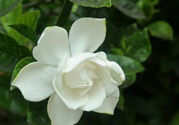 梔子花可以安神嗎？梔子花可以治療失眠嗎？