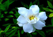 梔子花茶可以降血壓嗎？梔子花泡水可以降血壓嗎？