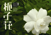 梔子花可以減肥嗎？梔子花怎么減肥？