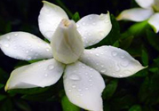 梔子花茶可以補血嗎？貧血可以喝梔子花茶嗎？