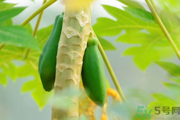 木瓜是水果還是蔬菜？青木瓜是水果嗎？