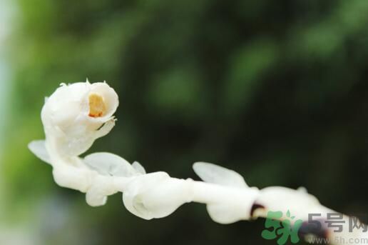 死亡之花可以吃嗎？死亡之花吃了會中毒嗎？