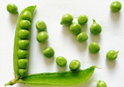 毛豆和豌豆是一種嗎？毛豆和豌豆有什么區(qū)別？