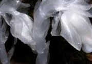 陜西發(fā)現(xiàn)死亡之花 水晶蘭為什么叫死亡之花？