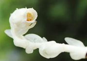 死亡之花可以吃嗎？死亡之花吃了會中毒嗎？