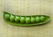 吃豌豆會(huì)發(fā)胖嗎？豌豆的熱量高嗎？