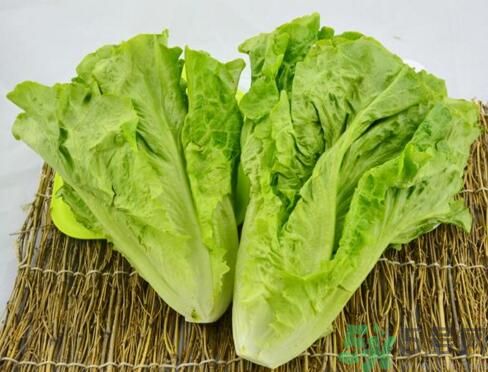 吃生菜會(huì)長(zhǎng)斑嗎？吃生菜會(huì)造成長(zhǎng)斑嗎？