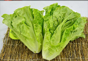 吃生菜會長斑嗎？吃生菜會造成長斑嗎？
