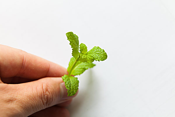 薄荷能治蕁麻疹嗎？蕁麻疹喝薄荷茶有用嗎？
