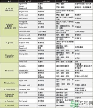 薄荷能美白嗎？薄荷的功效與作用