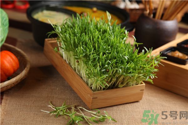 空心菜是菠菜嗎？空心菜是不是菠菜？