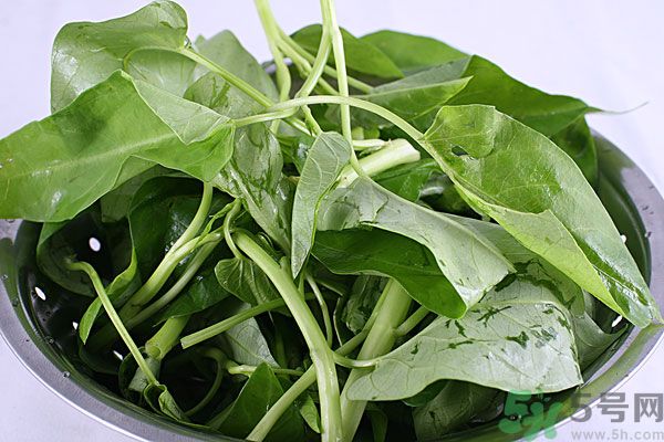 空心菜是菠菜嗎？空心菜是不是菠菜？
