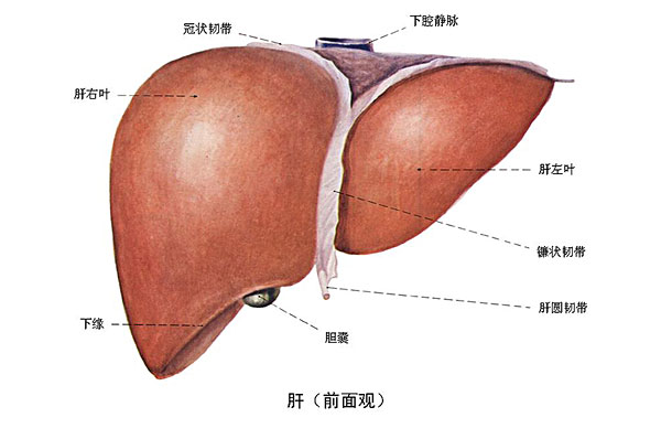 臉上長痘能吃南瓜嗎？臉上長痘吃南瓜好不好？