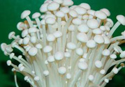 金針菇可以和玉米一起吃嗎?金針菇能和玉米同吃嗎?