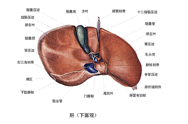 臉上長痘能吃南瓜嗎？臉上長痘吃南瓜好不好？