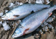 三文魚可以和山藥一起吃嗎?三文魚能和山藥同吃嗎?