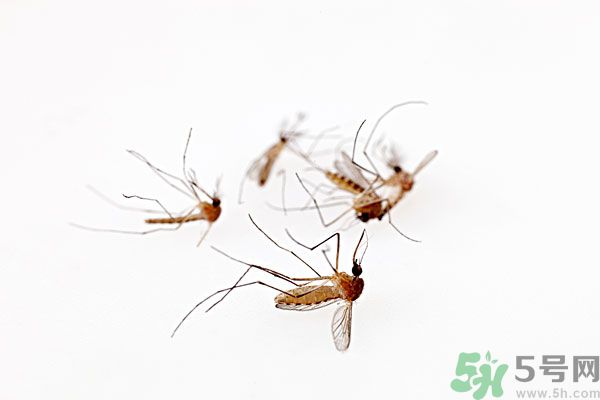 點蚊香為什么還有蚊子？為什么點蚊香沒有用了？
