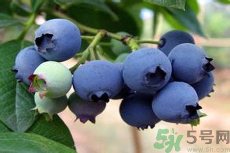 藍莓上面的白色的東西是什么？藍莓上面的白色的東西可以吃嗎？