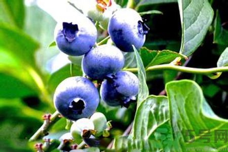 什么是藍(lán)莓李果？藍(lán)莓李果和藍(lán)莓的區(qū)別？