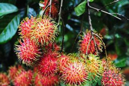 紅毛丹的殼可以吃嗎？紅毛丹的皮可以吃嗎？
