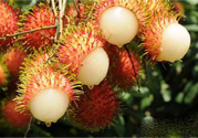 吃紅毛丹可以喝牛奶嗎？紅毛丹和牛奶可以一起吃嗎？
