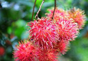 寶寶可以吃紅毛丹嗎？寶寶多大了可以吃紅毛丹？