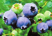 藍莓什么季節(jié)成熟?藍莓成熟是什么顏色