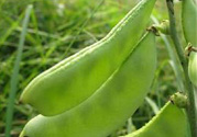 扁豆可以和絲瓜一起吃嗎?扁豆能和絲瓜同吃嗎?